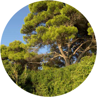 Bosco della Marca
